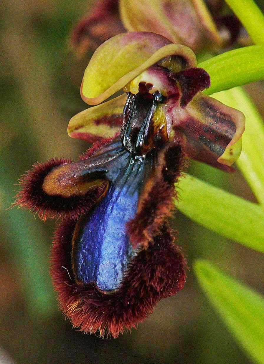 Ophrys speculum オフリス スペキュラム 洋ラン 山野草 球根ラン